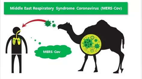 MIDDLEEASTRESPIRATOR SYNDROME CORONAVIRUS （MERS-COV）
