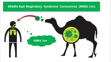 SÍNDROME RESPIRATORIO DE ORIENTE MEDIO POR CORONAVIRUS （MERS-COV）